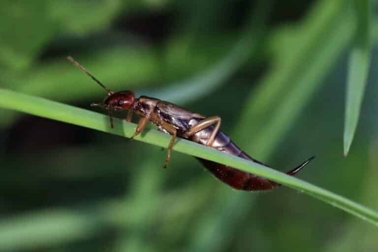 File:Earwig (Forficula auricularia) female.jpg File:Earwig (Forficula auricularia) female.jpg