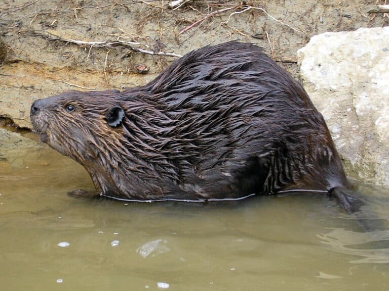 Grand River Beaver – Painesville, Ohio Grand River Beaver – Painesville, Ohio