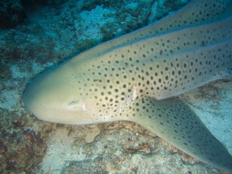 Stegostoma fasciatum mozambique Stegostoma fasciatum mozambique