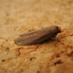 Wax Moth