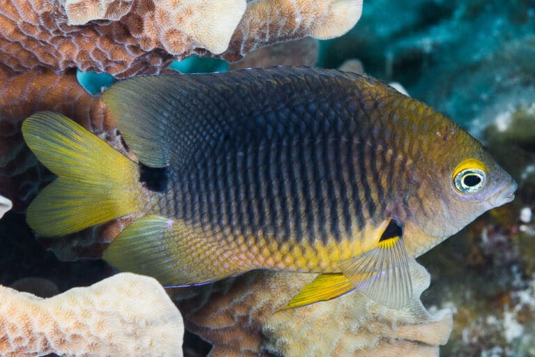 Threespot Damselfish – Stegastes planifrons