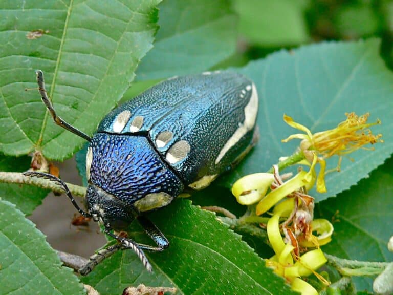 File:Giant Jewel Beetle Sternocera orissa (8387285640).jpg