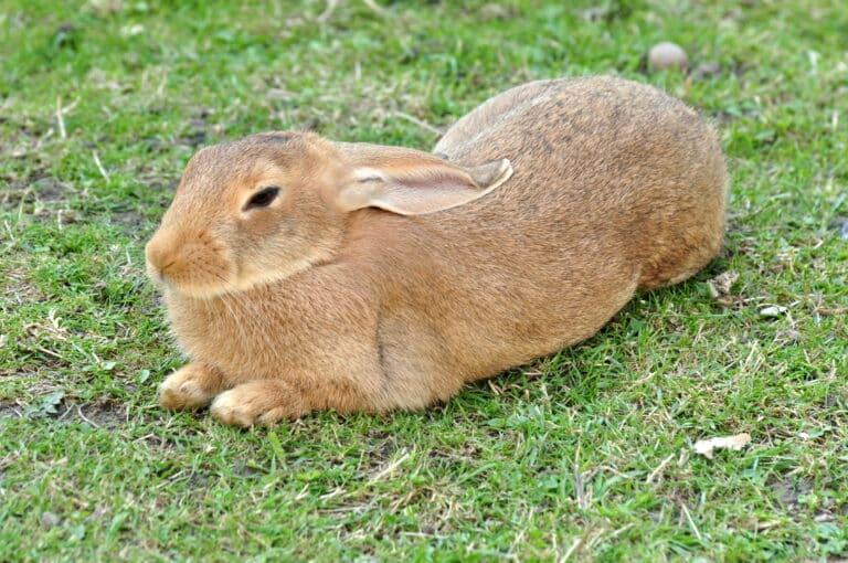 Ufenau – Oryctolagus cuniculus 2011-07-25 17-33-40