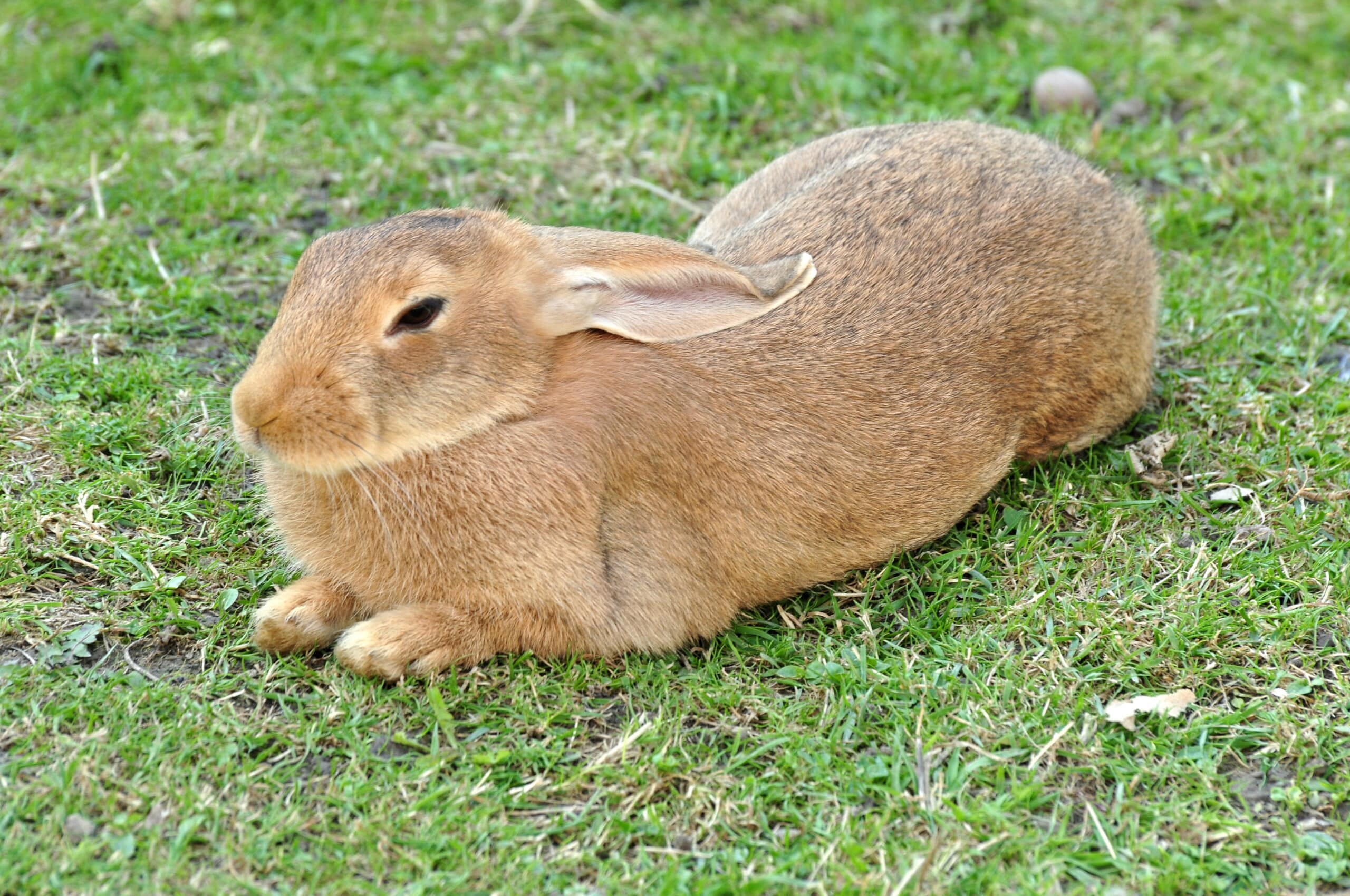 Ufenau – Oryctolagus cuniculus 2011-07-25 17-33-40