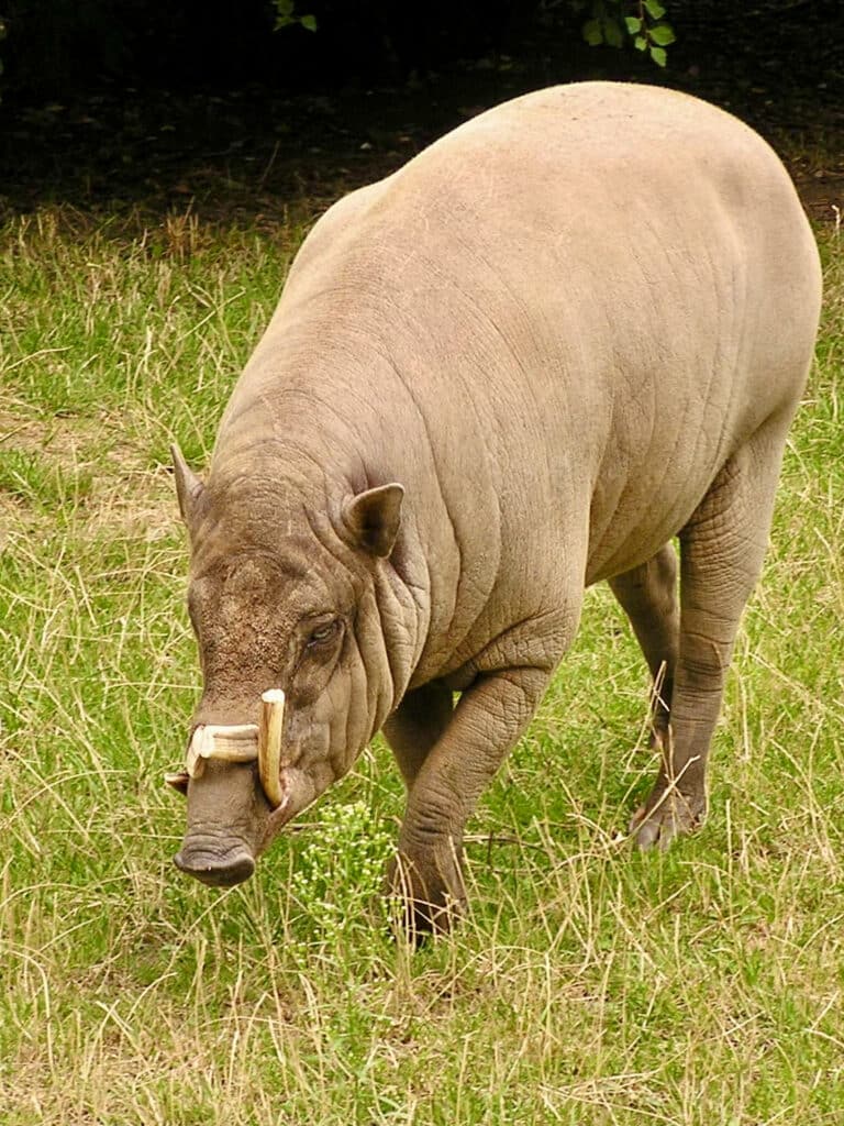 Suidae Babyrousa babyrussa 3.1