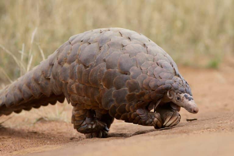 Pangolin at Madikwe Game Reserve in South Africa Pangolin