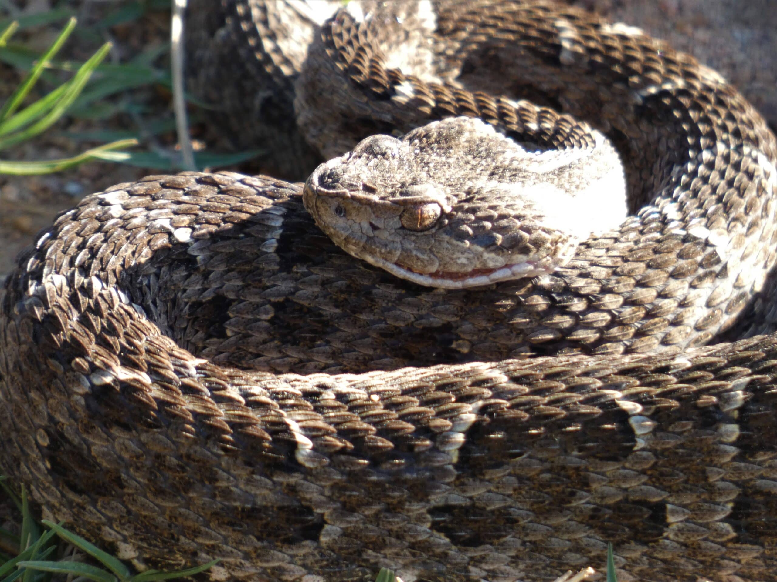 Yarará (Bothrops alternatus), Uruguay, 2022
