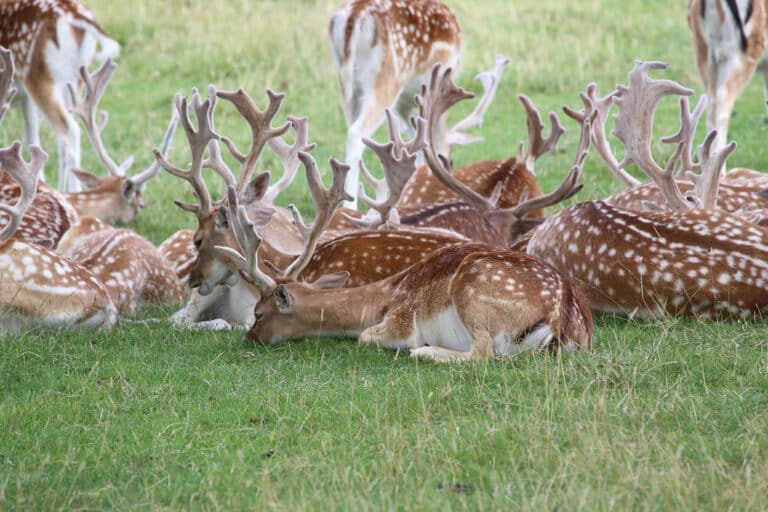 Deer Deer