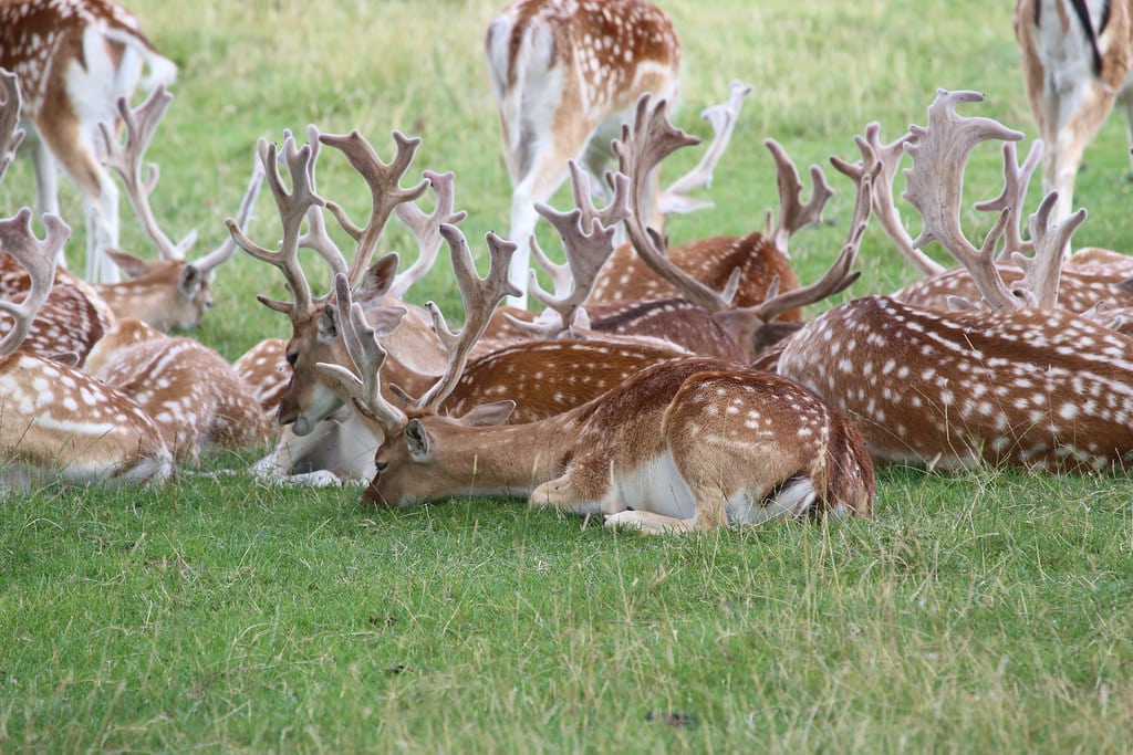 Deer Deer