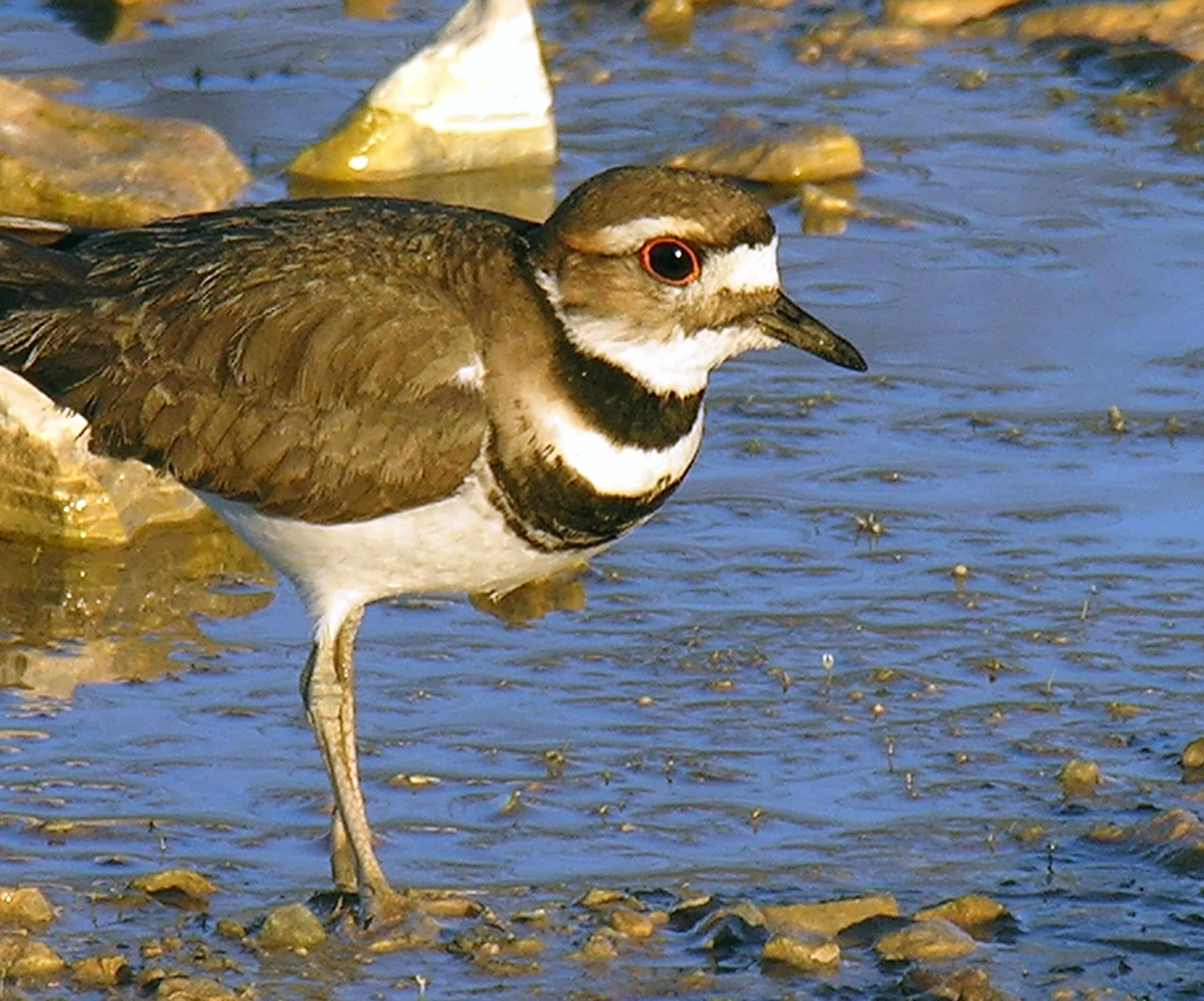 Charadrius vociferus Charadrius vociferus