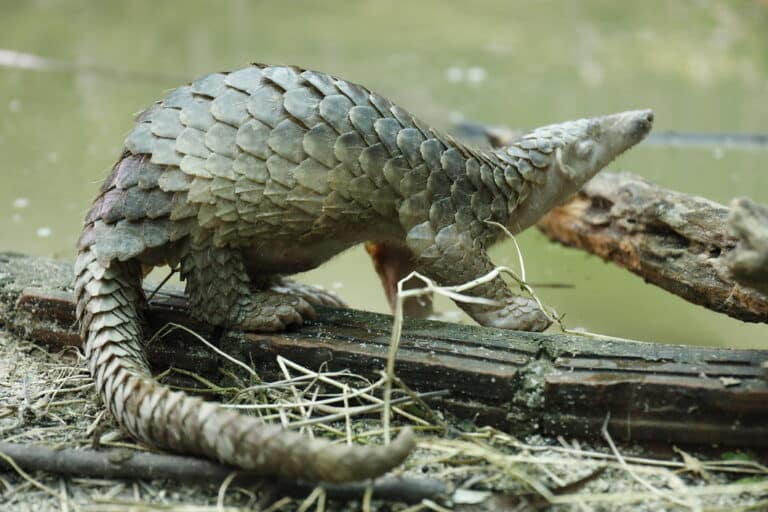 2017_Rescued pangolin at Wildlife Quarantine Center in Thailand_Roengchai Kongmuang_USAID Wildlife Asia (11)