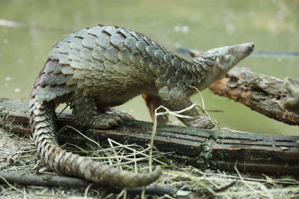 2017_Rescued pangolin at Wildlife Quarantine Center in Thailand_Roengchai Kongmuang_USAID Wildlife Asia (11)