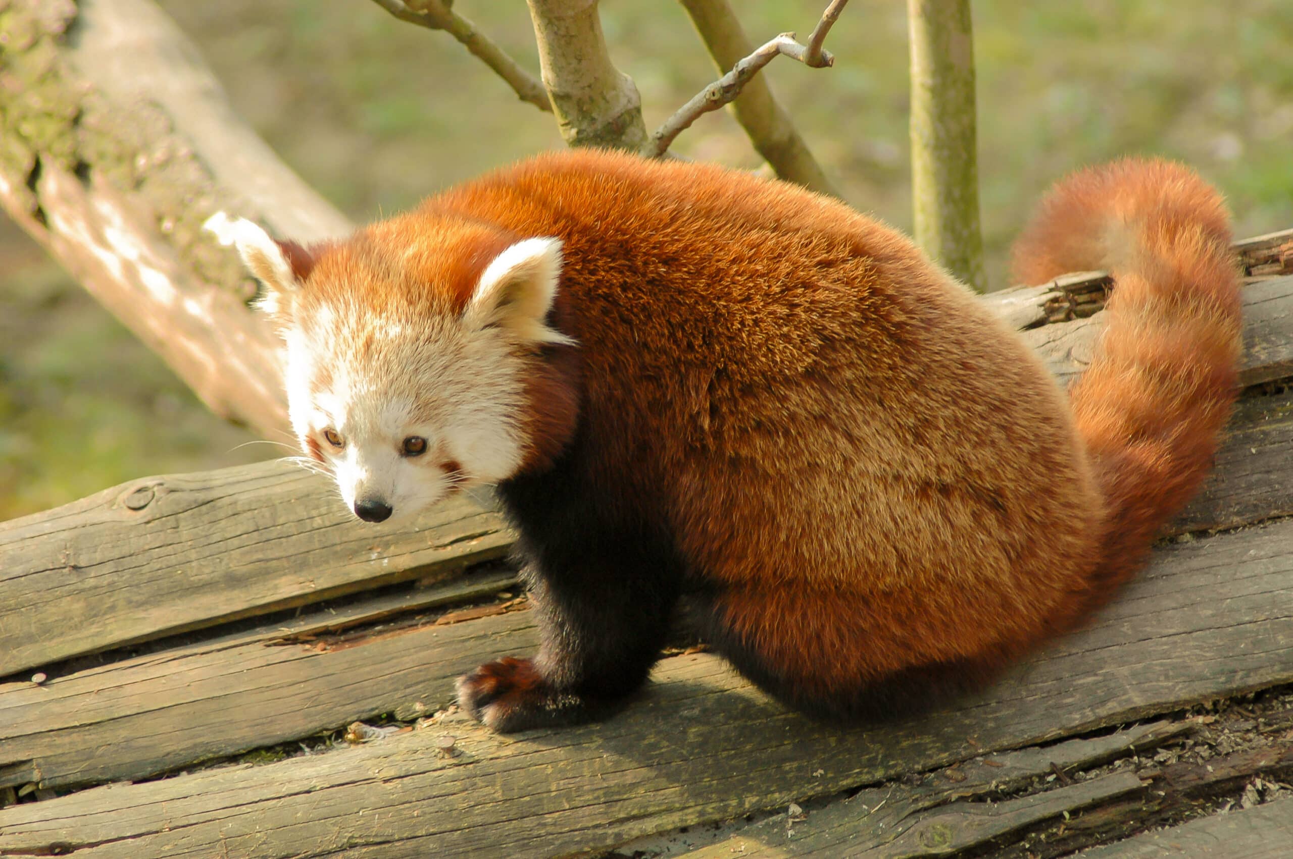 Ailurus fulgens Panda Rosso Red Panda Ailurus fulgens Panda Rosso Red Panda