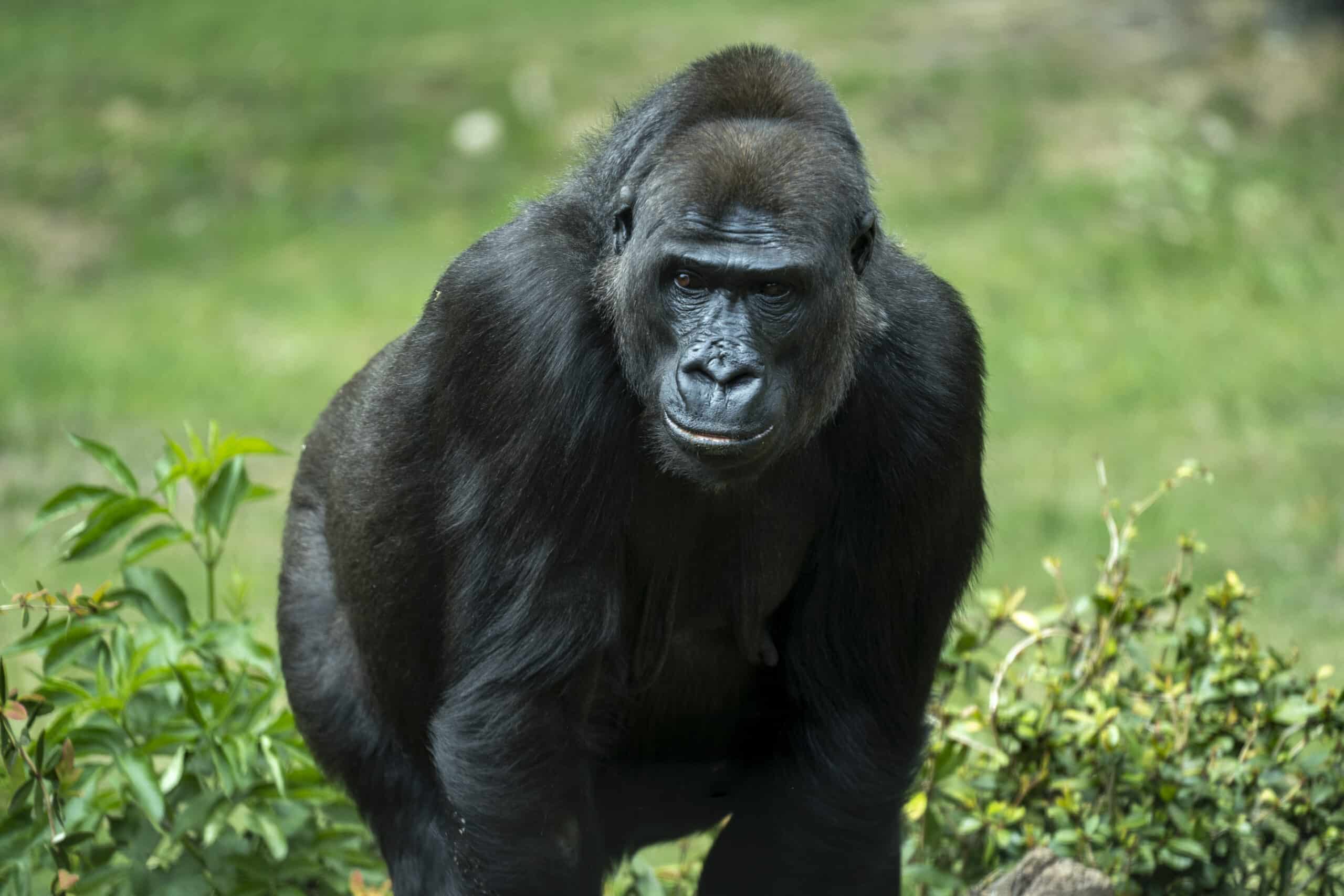 Western lowland gorilla (Gorilla gorilla gorilla) Western lowland gorilla (Gorilla gorilla gorilla) Gorilla