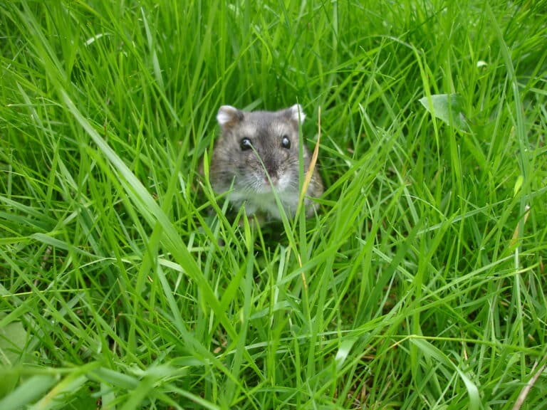Russian Dwarf Hamster in the Garden