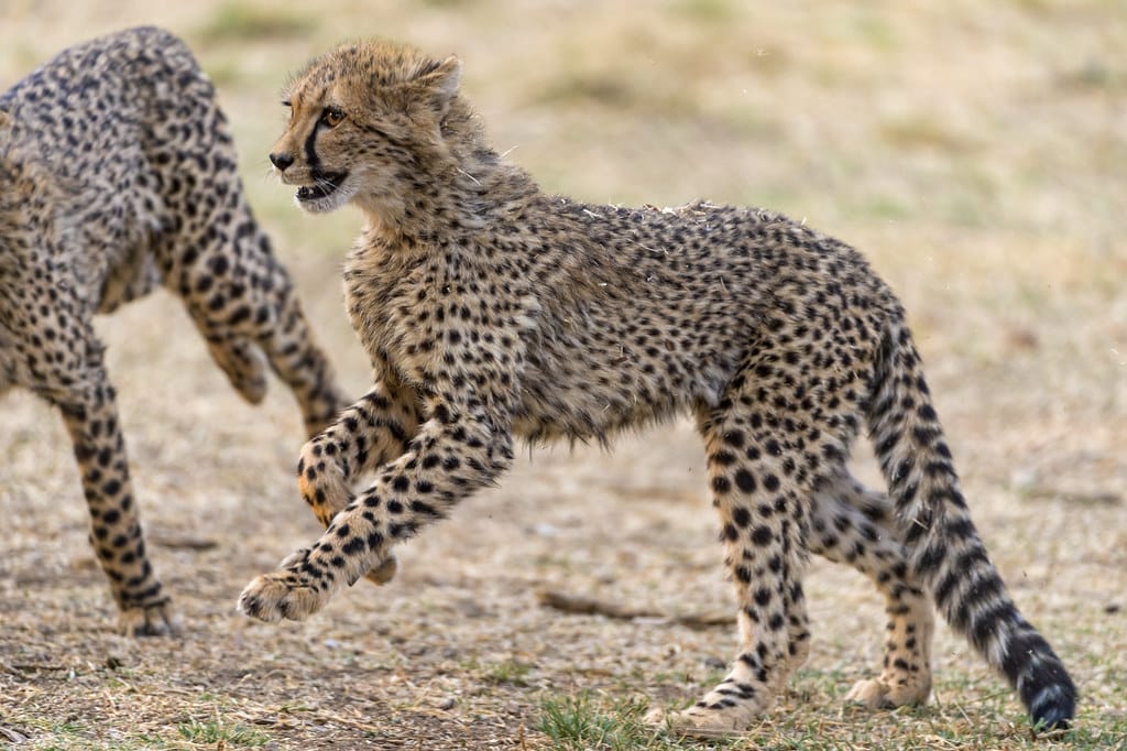 Running cheetah cubs Running cheetah cubs