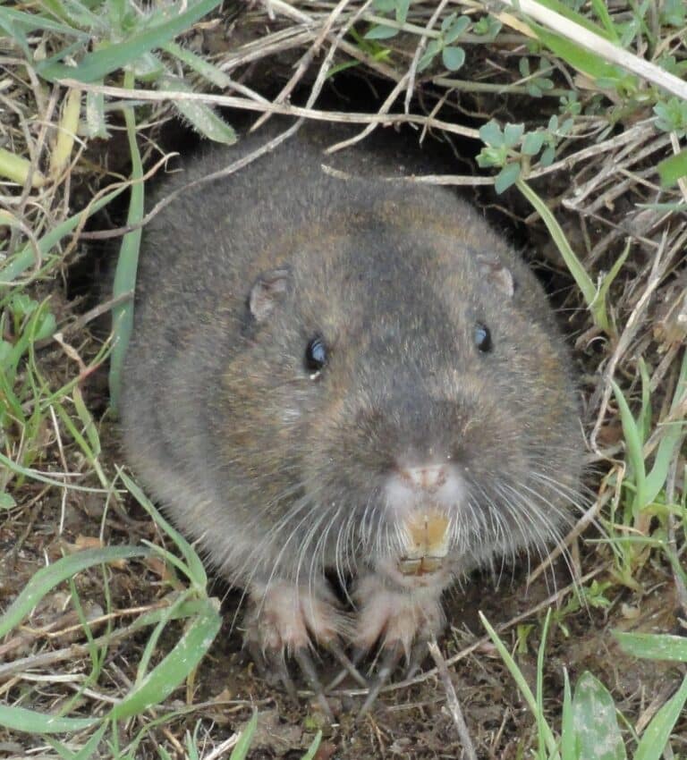 Pocket-Gopher Ano-Nuevo-SP Pocket-Gopher Ano-Nuevo-SP