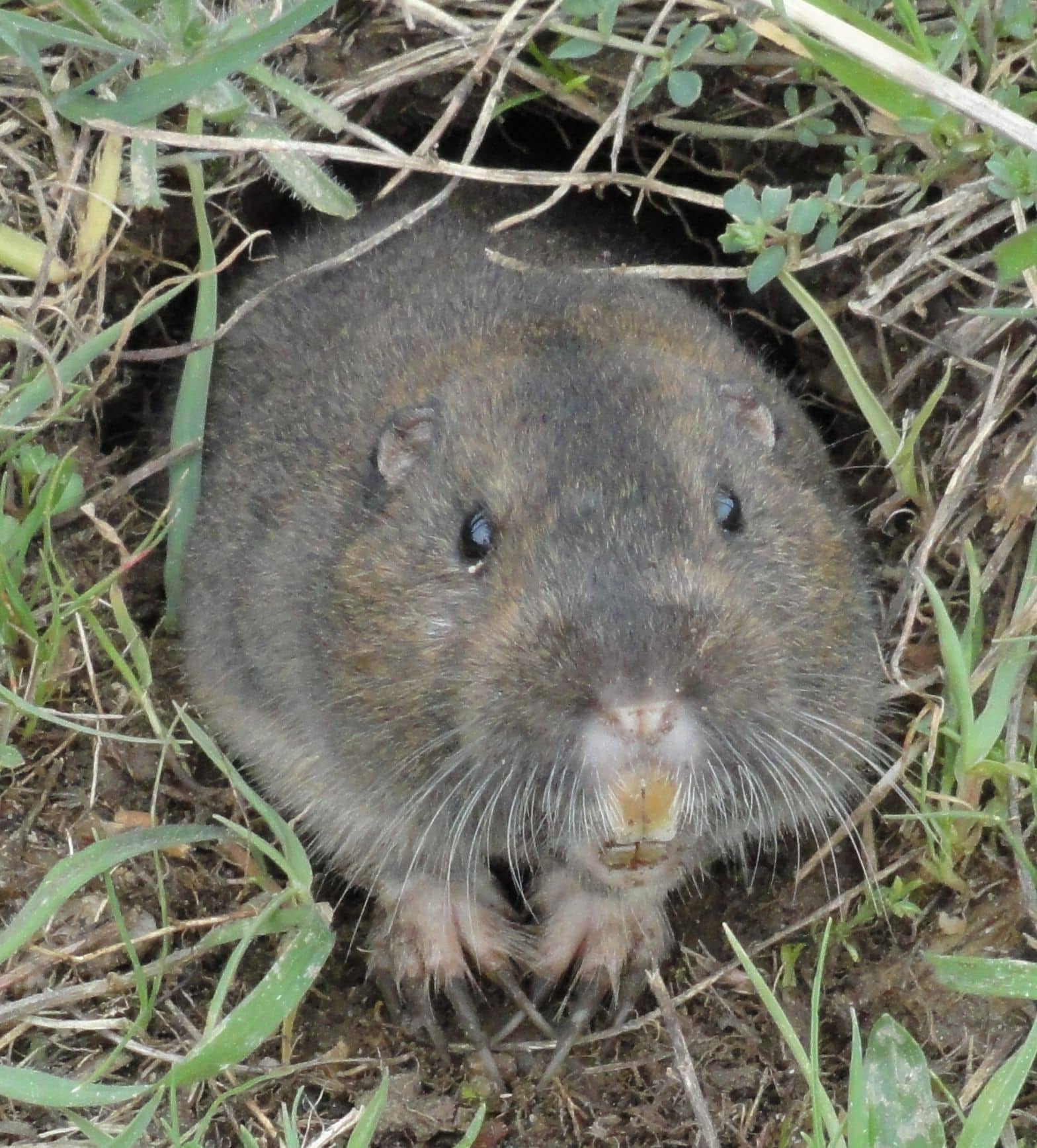 Pocket-Gopher Ano-Nuevo-SP Pocket-Gopher Ano-Nuevo-SP
