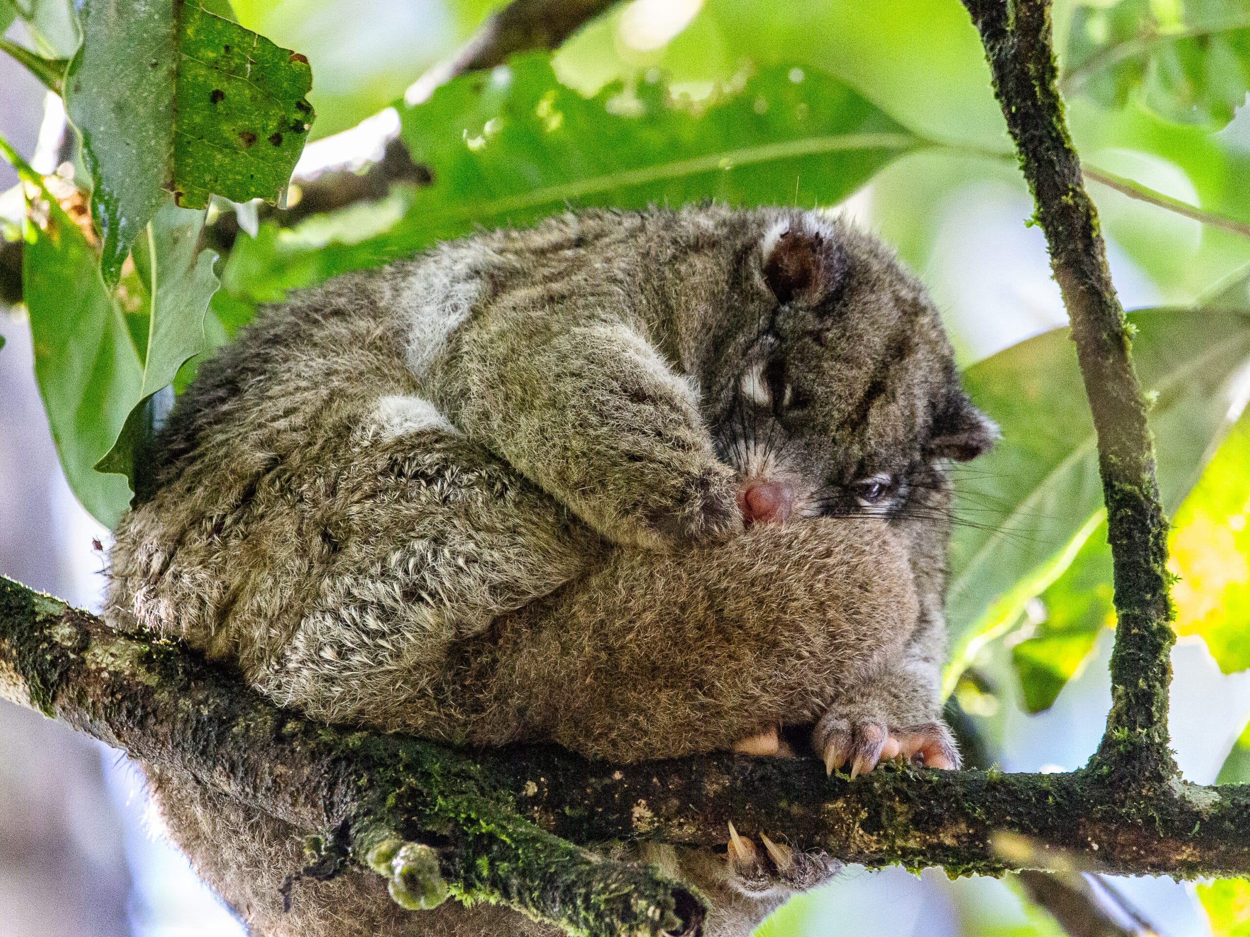 Green Ringtail Possum