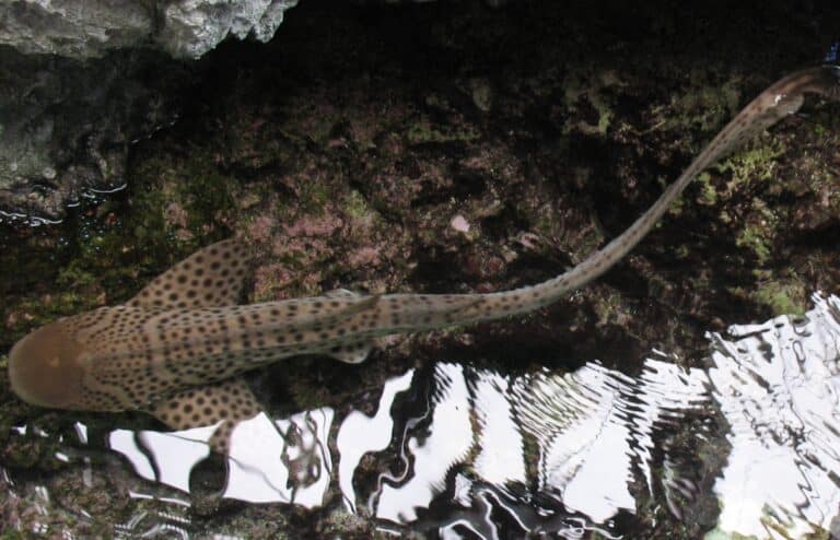 Zebra shark 0119c Zebra shark 0119c