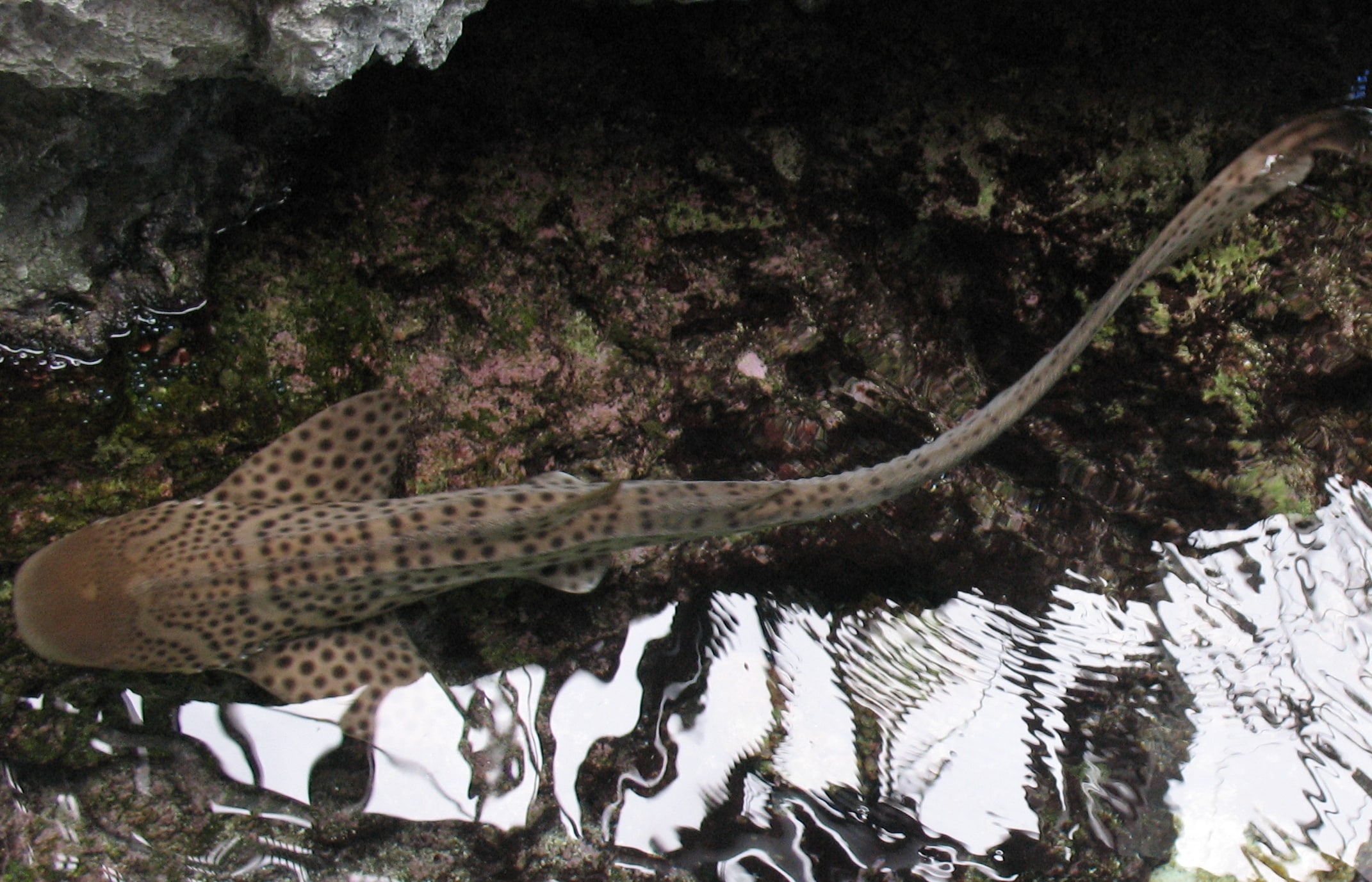 Zebra shark 0119c Zebra shark 0119c