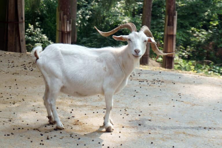 ZOO Olomouc – Cashmere Goat (Capra hircus)