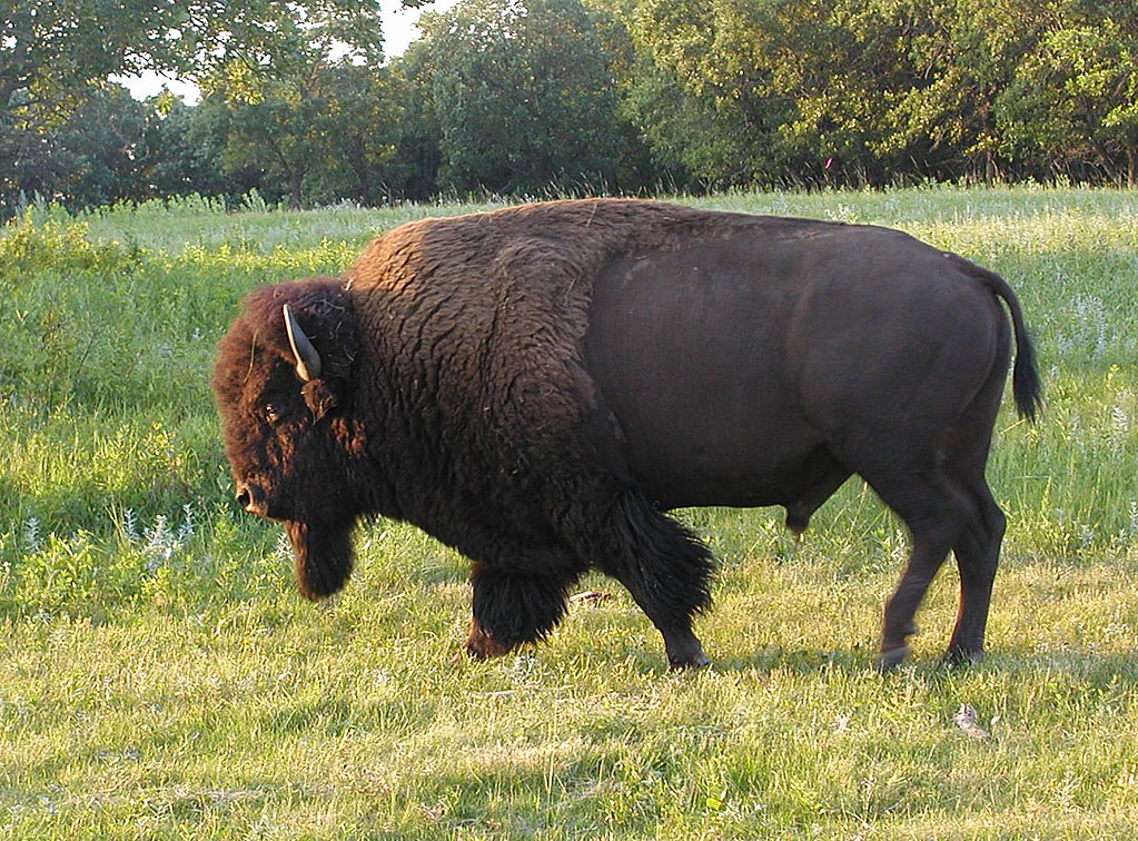 Bison Bison