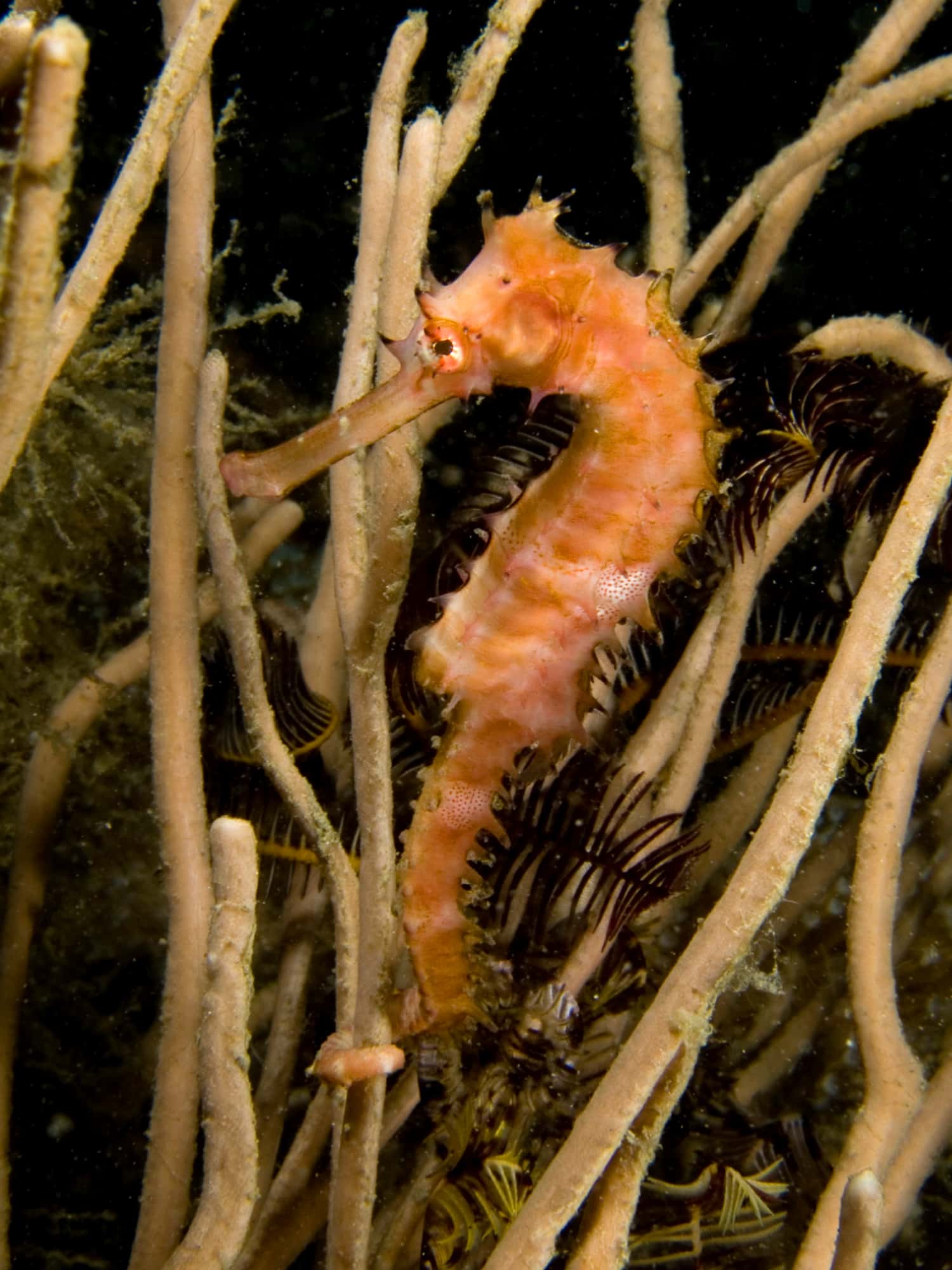 File:Hippocampus hystrix (Spiny seahorse).jpg