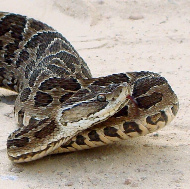 Bothrops alternatus in Brazil b Bothrops alternatus in Brazil b