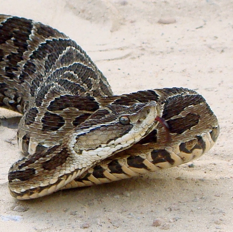 Bothrops alternatus in Brazil b Bothrops alternatus in Brazil b