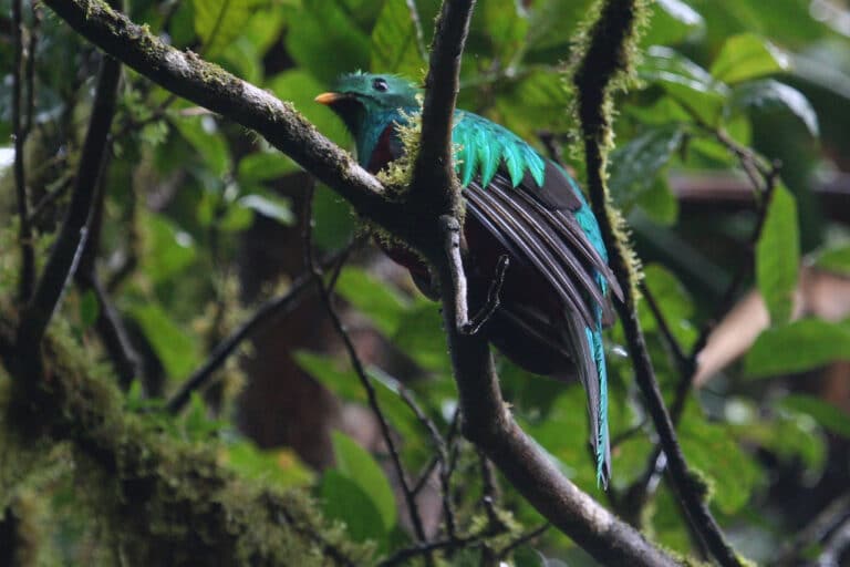 Resplendent Quetzal Pharomachrus mocinno