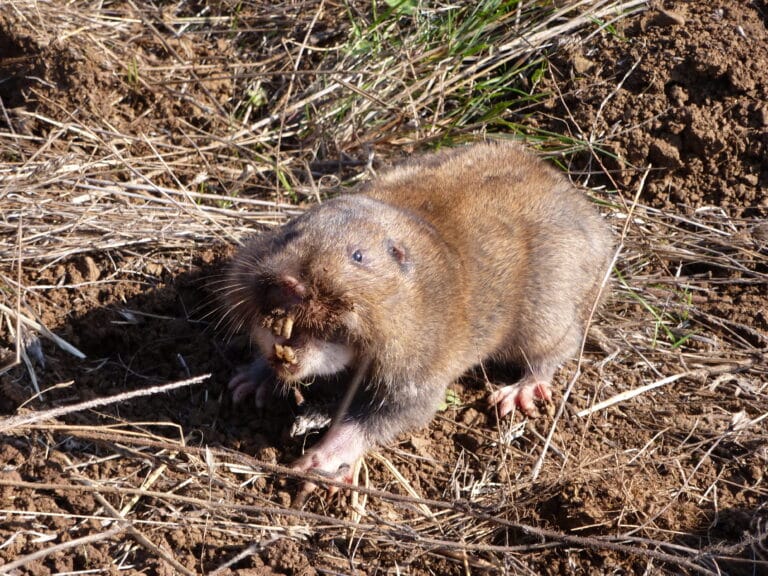 File:Camas pocket gopher (1).JPG File:Camas pocket gopher (1).JPG