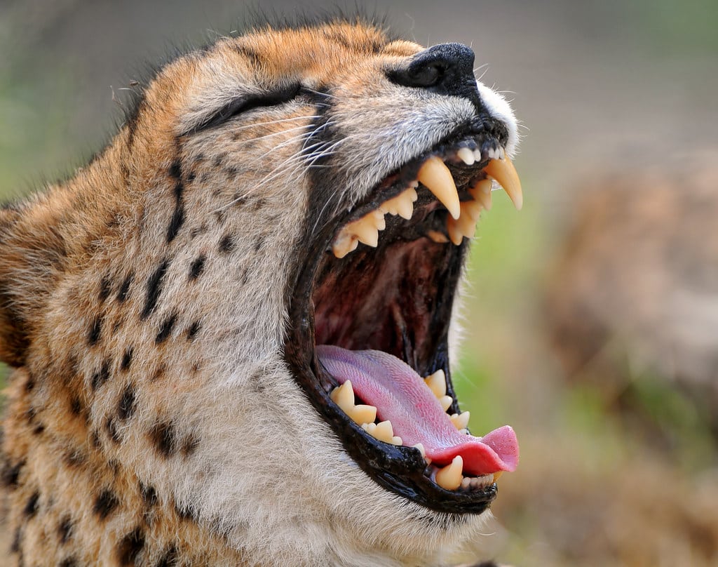Yawning cheetah Yawning cheetah