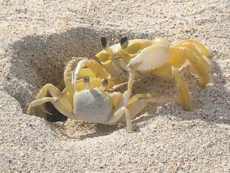 big crab and little crab big crab and little crab