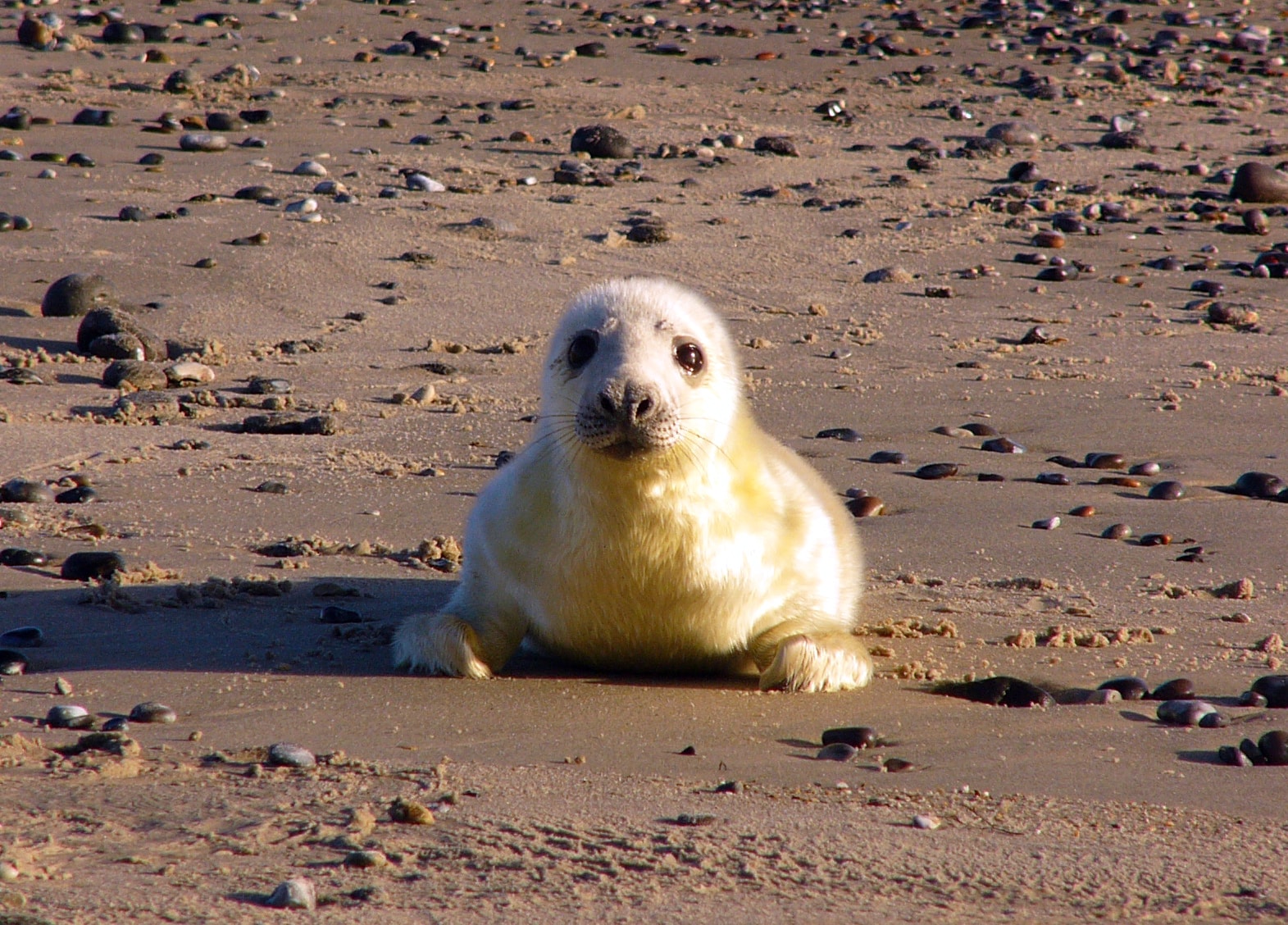 Grey seal Halichoerus grypus young2 Grey seal Halichoerus grypus young2