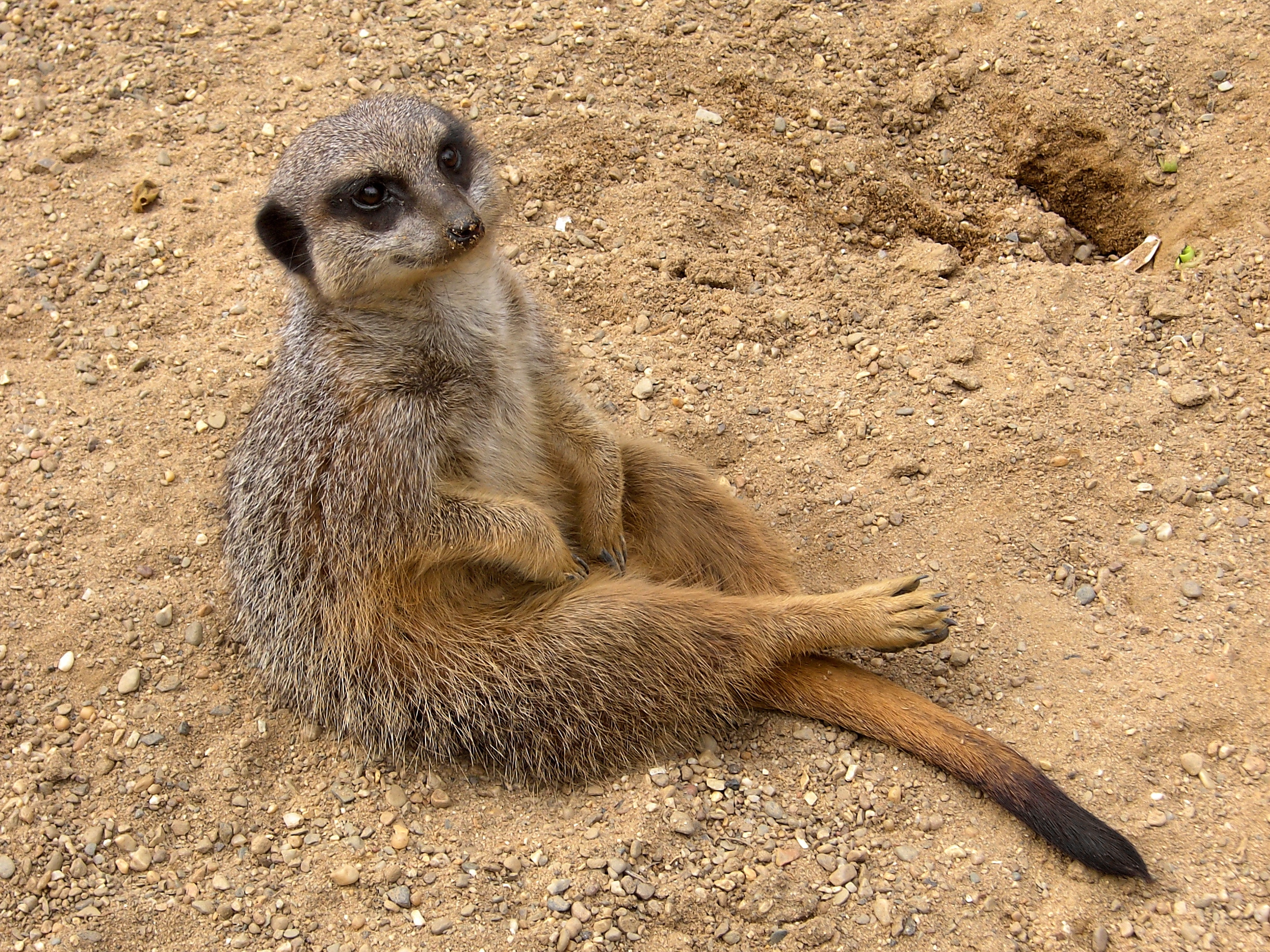 Meerkat (Suricata suricatta)