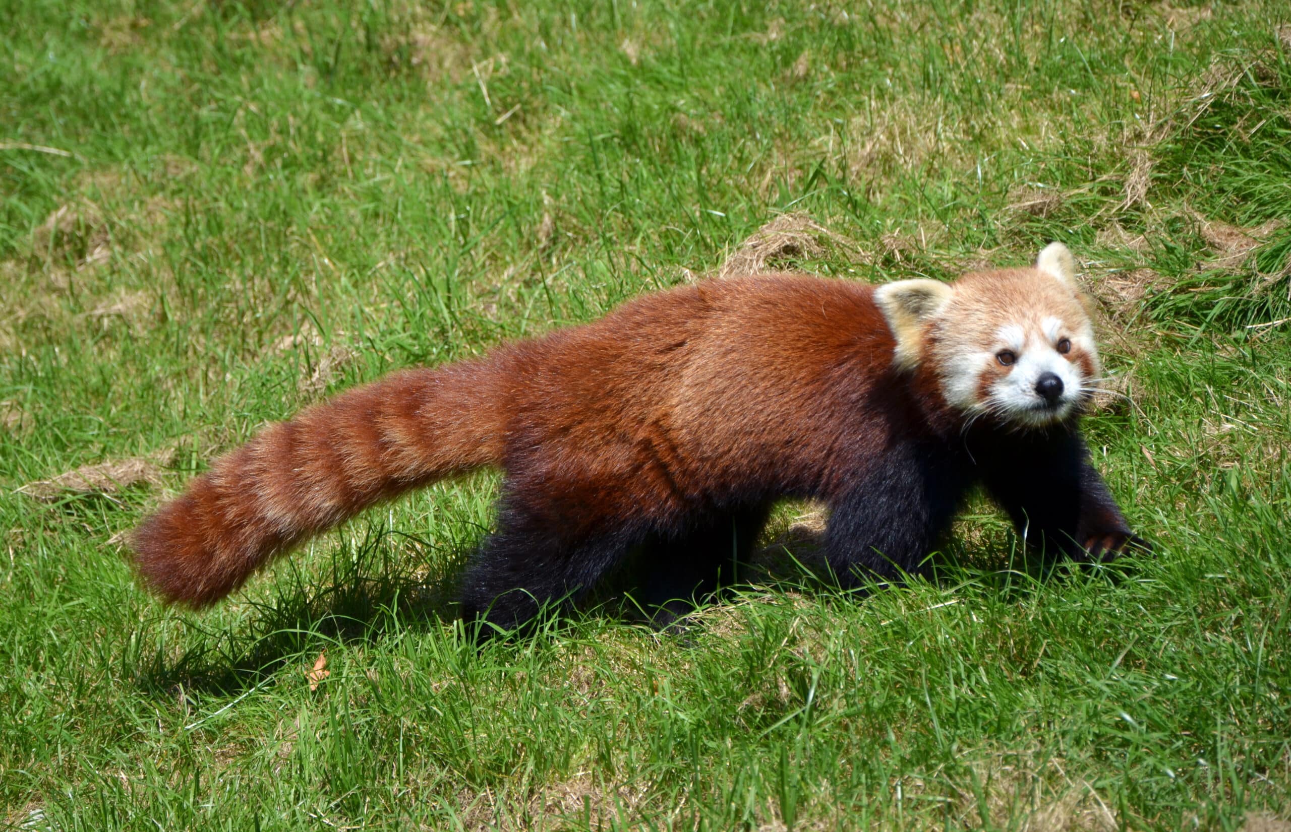 Ailurus fulgens Cerza Ailurus fulgens Cerza