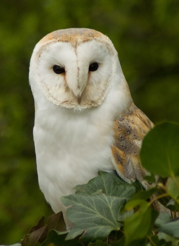 Barn Owl (Tyto Alba) Barn Owl (Tyto Alba)