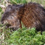 Muskrat