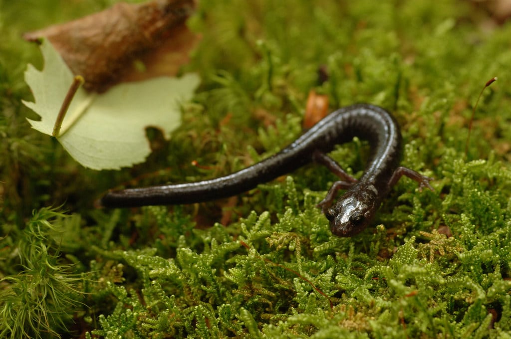 Photo of the Week – Cheat Mountain Salamander (WV) Photo of the Week – Cheat Mountain Salamander (WV)