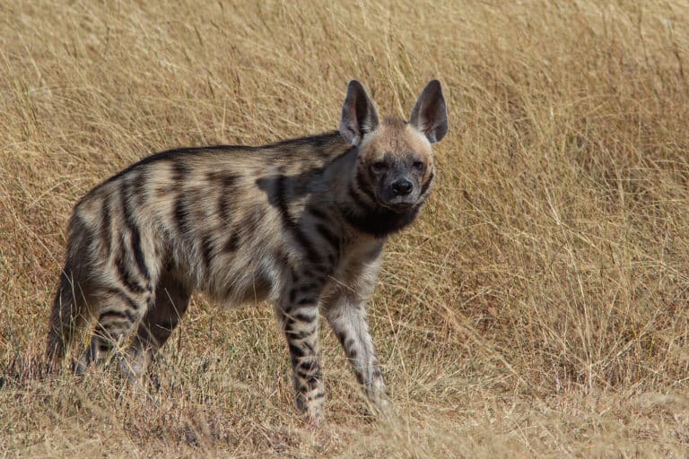 Striped Hyena – Shreeram M V – Velavadar Blackbuck National Park, Gujarat, India Striped Hyena – Shreeram M V – Velavadar Blackbuck National Park, Gujarat, India