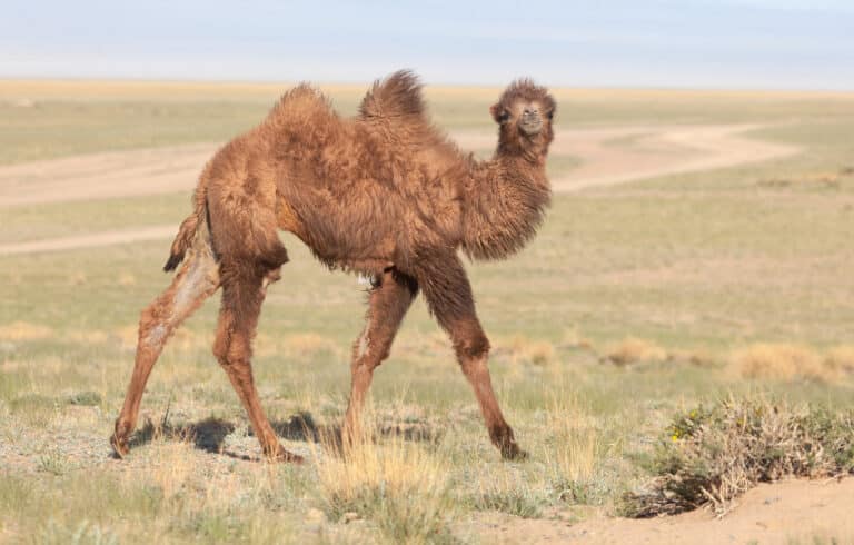 Camelus bactrianus in western Mongolia 06 Camelus bactrianus in western Mongolia 06