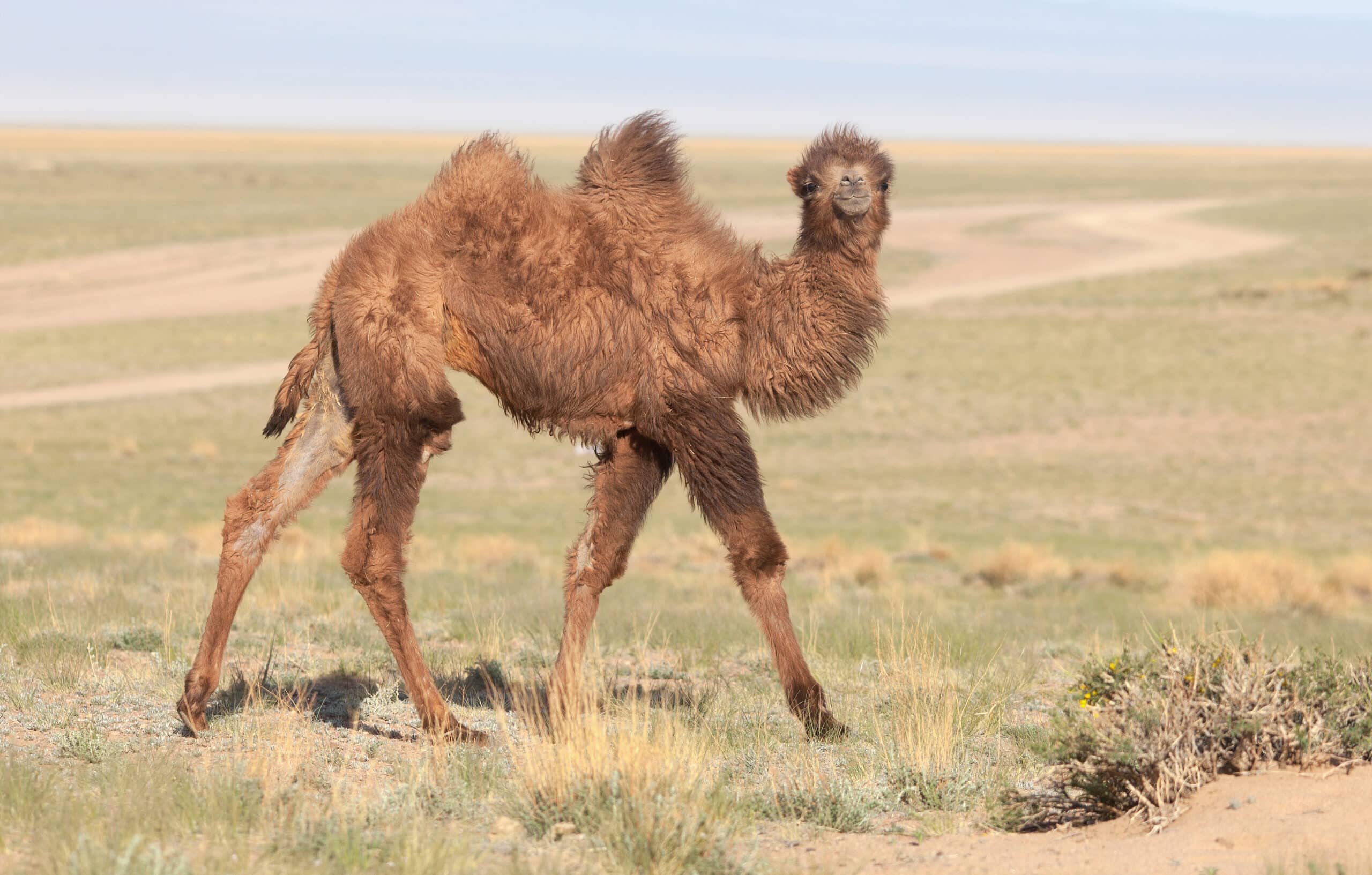 Camelus bactrianus in western Mongolia 06 Camelus bactrianus in western Mongolia 06