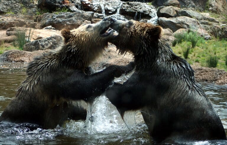 File:Play fight IMG 3018.JPG File:Play fight IMG 3018.JPG