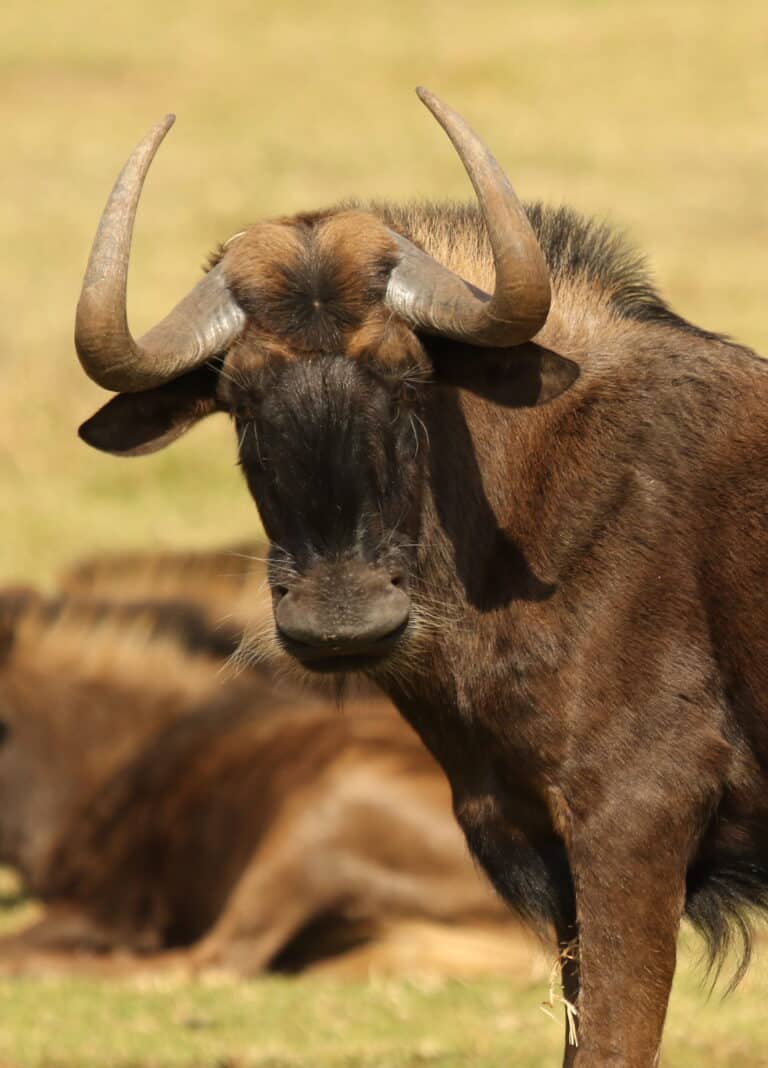 Black wildebeest, or white-tailed gnu, Connochaetes gnou at Krugersdorp Game Reserve, Gauteng, South Africa (27410161911) Black wildebeest, or white-tailed gnu, Connochaetes gnou at Krugersdorp Game Reserve, Gauteng, South Africa (27410161911)