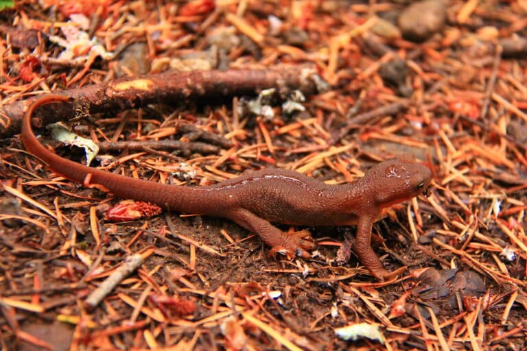 Salamander Salamander