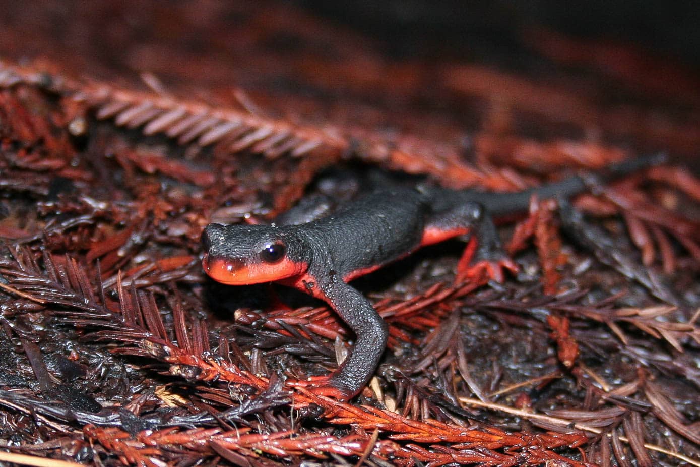 Red Bellied Newt (Taricha rivularis)
