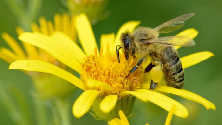 Apis mellifera – Senecio paludosus – Keila Honey Bee
