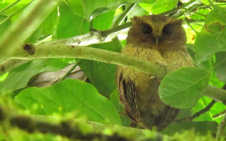 Near-endemic Colombian Screech-Owl – Megascops colombianus 1 – Otun, C Andes (15931977710) Near-endemic Colombian Screech-Owl – Megascops colombianus 1 – Otun, C Andes (15931977710)