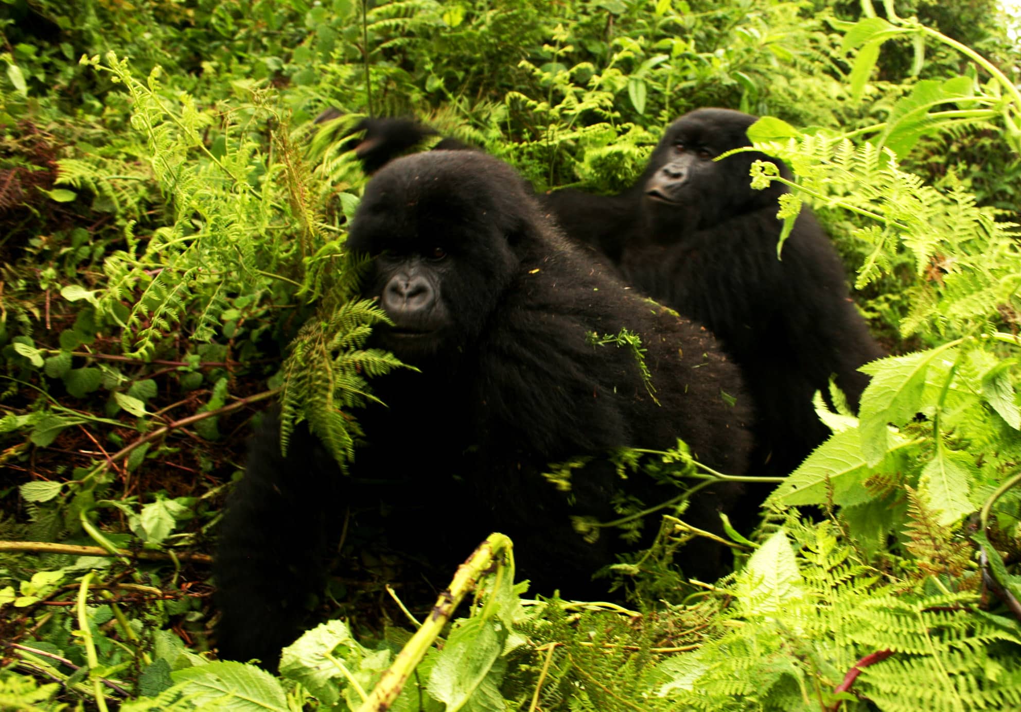 Gorillas-moving Gorillas-moving